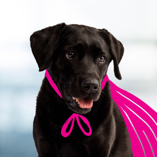 Finley Doodle Headshot 2022