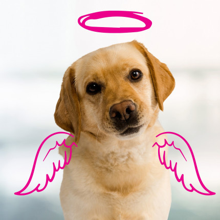 belle headshot doodle 2022